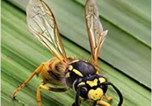 Wasp Coloring Pages for Kids Facts About the Wasp A Picture Book for Kids Vol 234