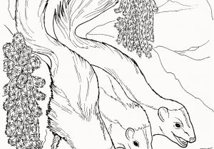 Weasel Coloring Pages Weasel Coloring Pages Elegant Weasel 16 Coloring Page