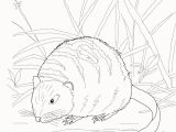 Weasel Coloring Pages Weasel Coloring Pages Elegant Weasel 16 Coloring Page