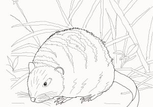 Weasel Coloring Pages Weasel Coloring Pages Elegant Weasel 16 Coloring Page