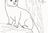 Weasel Coloring Pages Weasel Coloring Pages New Fisher Cat Coloring Page