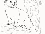 Weasel Coloring Pages Weasel Coloring Pages New Fisher Cat Coloring Page