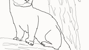 Weasel Coloring Pages Weasel Coloring Pages New Fisher Cat Coloring Page