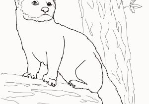 Weasel Coloring Pages Weasel Coloring Pages New Fisher Cat Coloring Page