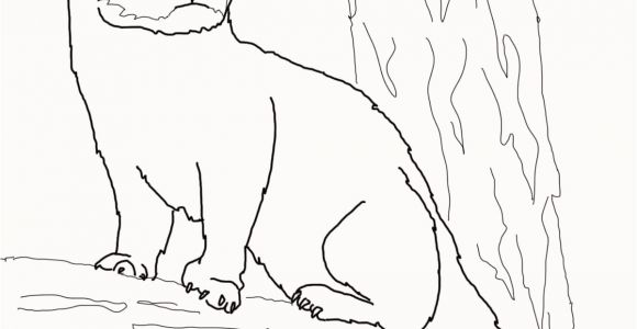 Weasel Coloring Pages Weasel Coloring Pages New Fisher Cat Coloring Page