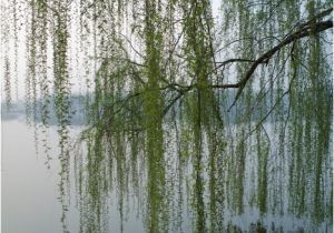 Weeping Willow Wall Mural Weeping Willow Wall Mural • Pixers • We Live to Change