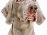 Weimaraner Coloring Pages Ben Weimaraner Coloured Pencil Drawing by Laura Har