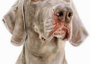 Weimaraner Coloring Pages Ben Weimaraner Coloured Pencil Drawing by Laura Har