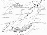 Whale Adult Coloring Pages Humpback Whale Coloring Pages