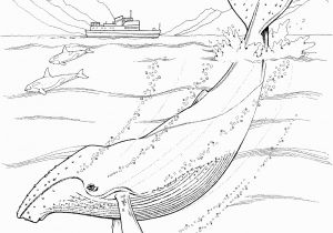 Whale Adult Coloring Pages Humpback Whale Coloring Pages
