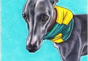 Whippet Coloring Pages 118 Best Whippet Greyhound Drawings Images On Pinterest