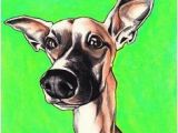 Whippet Coloring Pages 123 Best Whippet Art Images On Pinterest