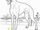 Whippet Coloring Pages 3167 Best Dog Patterns Images On Pinterest