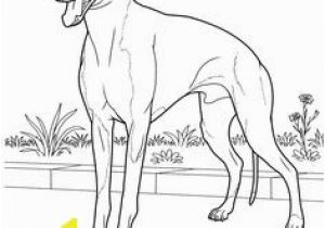 Whippet Coloring Pages 3167 Best Dog Patterns Images On Pinterest