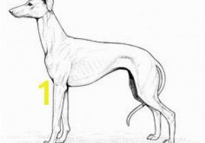 Whippet Coloring Pages 3167 Best Dog Patterns Images On Pinterest