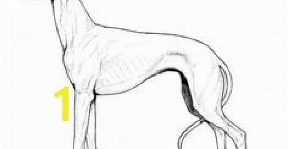 Whippet Coloring Pages 3167 Best Dog Patterns Images On Pinterest