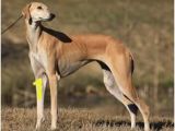 Whippet Coloring Pages 44 Best Chiens Images On Pinterest