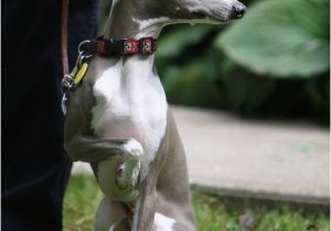 Whippet Coloring Pages 841 Best Gossos Perros Images On Pinterest