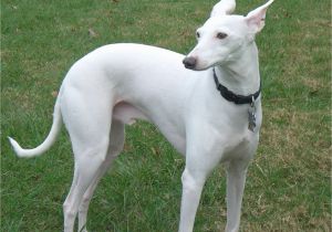 Whippet Coloring Pages Park Whippet White Whippet Pinterest