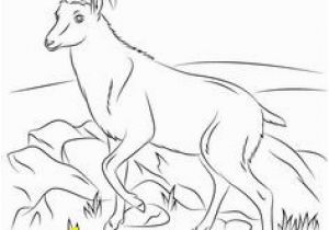 Whippet Coloring Pages Velociraptor Coloring Pages Animal Coloring Pages