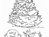 White Pine Tree Coloring Page Holly Tree Colouring Page