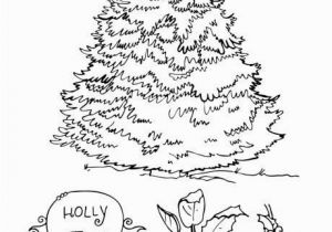 White Pine Tree Coloring Page Holly Tree Colouring Page