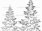 White Pine Tree Coloring Page Pine Tree Drawings Black and White