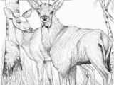 White Tailed Deer Coloring Page 4318 Best Deer Images