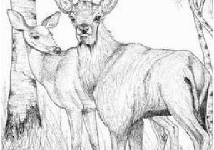 White Tailed Deer Coloring Page 4318 Best Deer Images