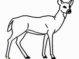 White Tailed Deer Coloring Page 6339 Key Free Clipart 38