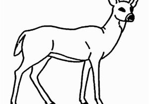 White Tailed Deer Coloring Page 6339 Key Free Clipart 38