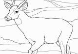 White Tailed Deer Coloring Page Buck Clipart Coloring Page Picture Buck Clipart