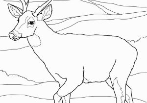 White Tailed Deer Coloring Page Buck Clipart Coloring Page Picture Buck Clipart