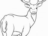 White Tailed Deer Coloring Page Buck Clipart Coloring Page Picture Buck Clipart