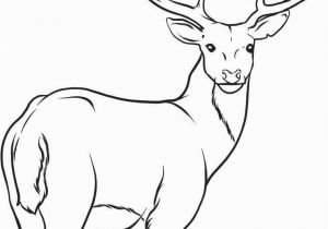 White Tailed Deer Coloring Page Buck Clipart Coloring Page Picture Buck Clipart