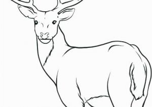 White Tailed Deer Coloring Page Coloring Pages Deer Coloring Pages Kids 2019