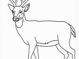 White Tailed Deer Coloring Page the Best Free Whitetail Drawing Images Download From 153