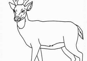 White Tailed Deer Coloring Page the Best Free Whitetail Drawing Images Download From 153