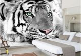 White Tiger Wall Mural Bacaz 8d Mural White Tiger Wall Art 3d Wallpaper Animal Tiger Mural 3d Wall Mural Wall Paper for Bedroom Background Home Decor Popular Wallpapers