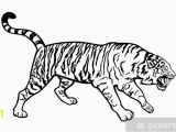 White Tiger Wall Mural Ing Tiger Black and White Sticker Pixerstick