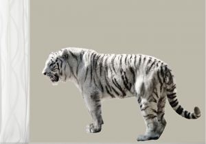 White Tiger Wall Mural Pin On Printed Decals
