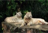 White Tiger Wall Mural Tiger and Tigress Albinos World Of Animals Wallpaper Mural