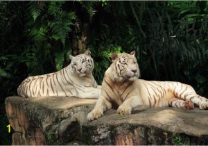 White Tiger Wall Mural Tiger and Tigress Albinos World Of Animals Wallpaper Mural