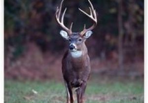 Whitetail Deer Murals 103 Best Michaels Images In 2019