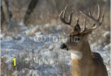 Whitetail Deer Murals Big Deer National Wall Mural Threaded Wallpaper Murals