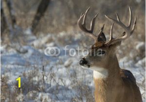 Whitetail Deer Murals Big Deer National Wall Mural Threaded Wallpaper Murals