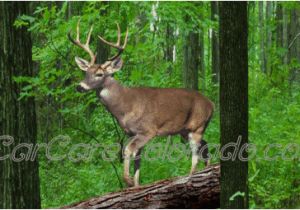 Whitetail Deer Murals Buck Deer In the Woods Scene Rear Window Graphic