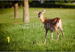 Whitetail Deer Murals Portrait Pregnant Whitetail Deer Doe Odocoileus Virginianus