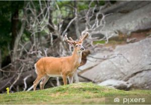 Whitetail Deer Murals White Tailed Deer Animal Wildlife In north Carolina Mountains Wall