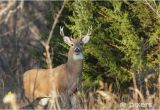 Whitetail Deer Murals White Tailed Deer Wall Mural • Pixers • We Live to Change